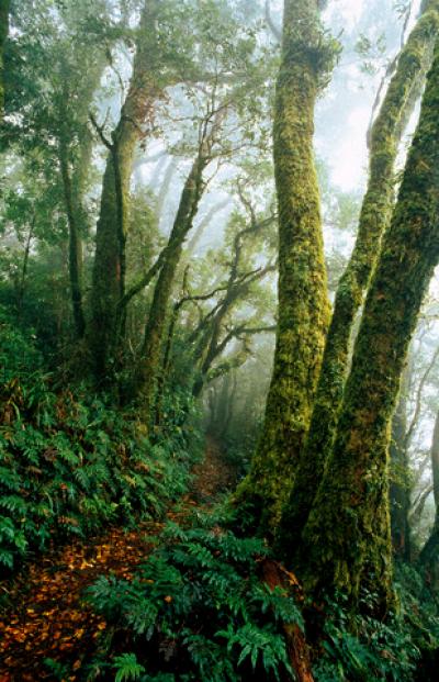 Biodiversity Conservation in Tropical Forests