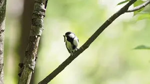 Wild bird gestures "after you" - Vimarsana News