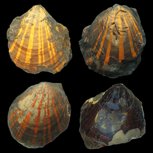 Different fluorescent colours in the fossil scallop Pleuronectites.