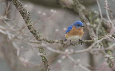 Bluebirds Struggle to Find Happiness on Island Paradise