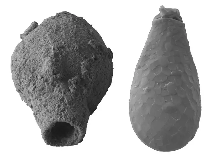 Life on Earth was more diverse than classical theory suggests 800 million years ago, a Brazilian study shows