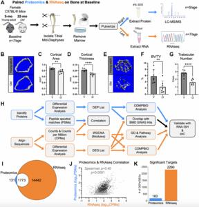 A proteomics approach to study mouse long bones: examining baseline differences and mechanical loading-induced bone formation in young-adult and old mice