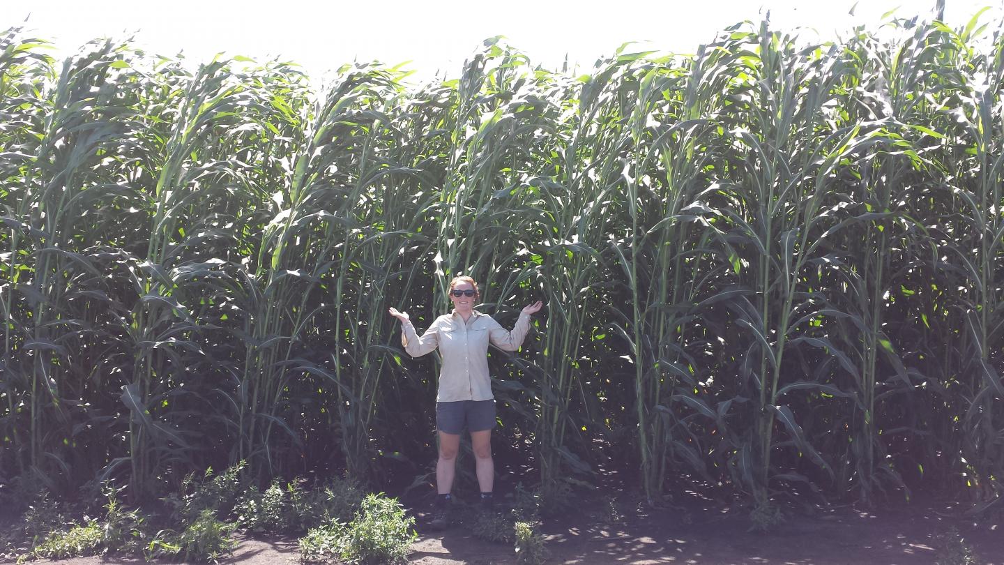 CABBI energy sorghum researcher Caitlin Moore