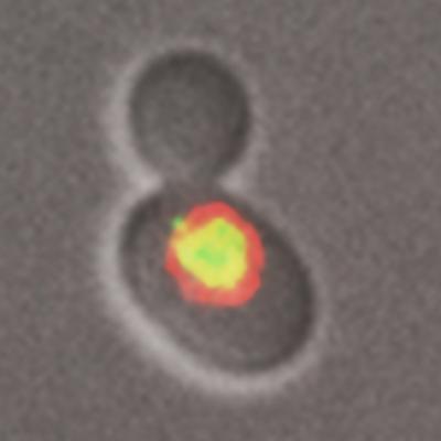 Yeast Cell during Cell Division