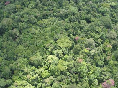 A Headcount of Arthropods in Panama (8 of 8)