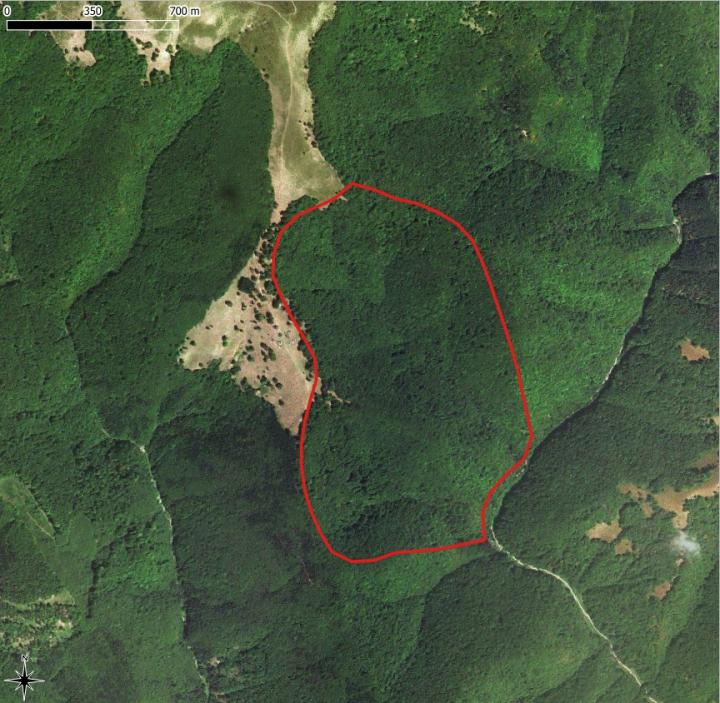 GIF of forest regrowth in Romania_GIF by Mihai Daniel Nita