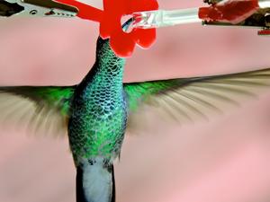 hummingbird at feeder