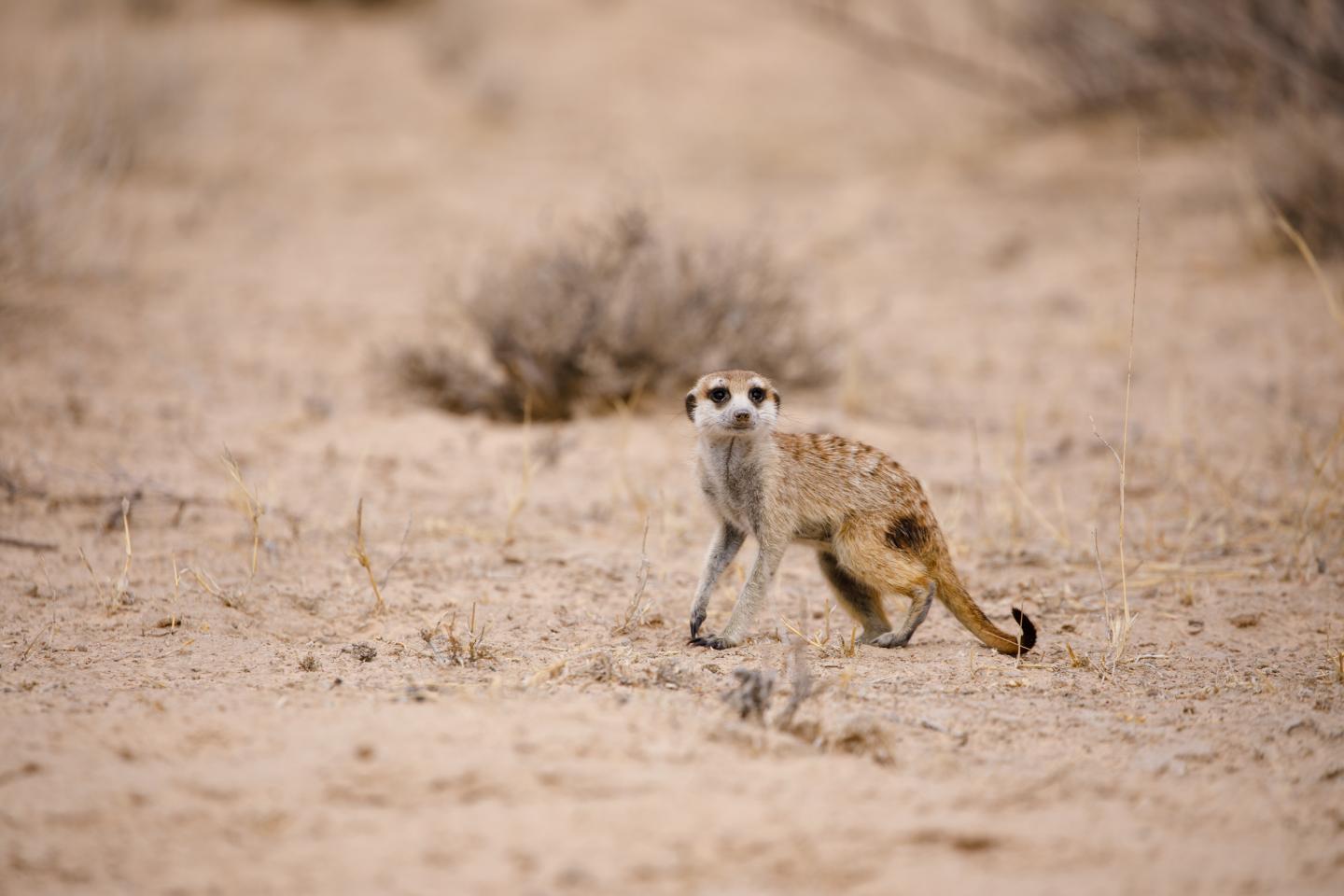 When It Comes to a Meerkat's Resilience to Climate Change, Timing Matters (6 of 10)