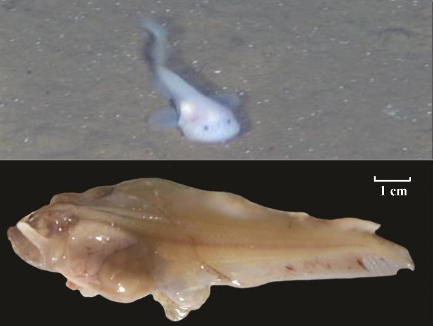 New snailfish genome reveals how they adapted | EurekAlert!