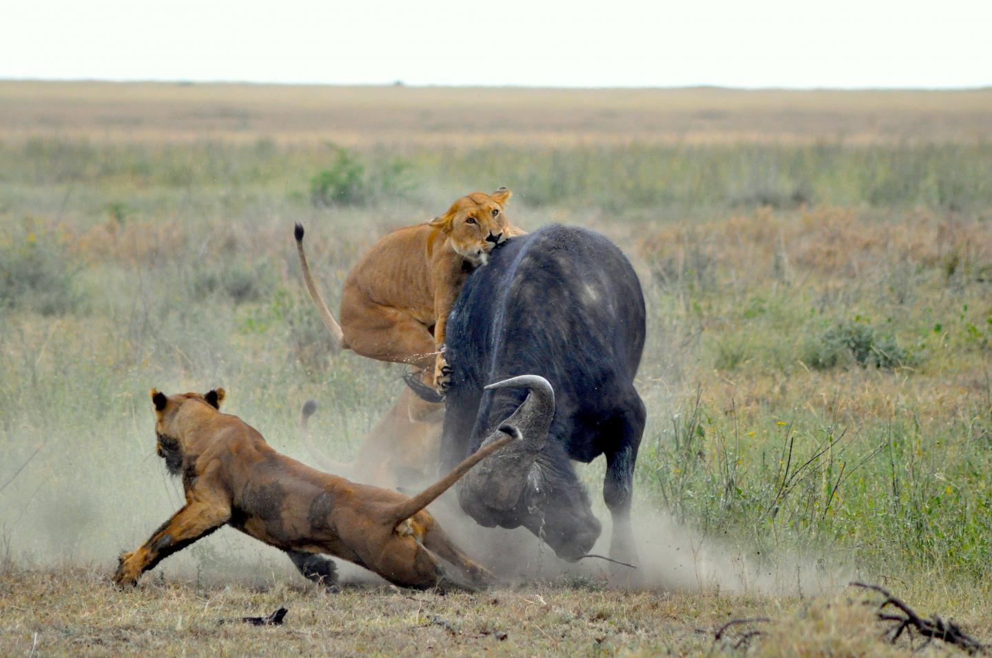 Buffalo Being Attacked by Lions in Serengeti National Park (1 of 2)