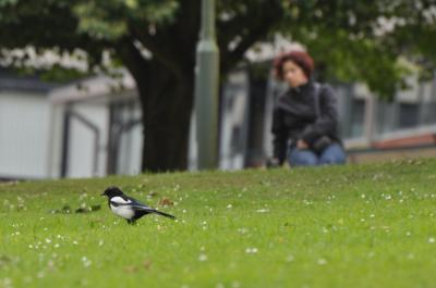 Magpie on Campus