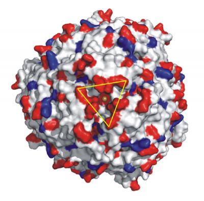 Molecular Structure of Enzyme N-acyl Amino Acid Hydrolase from <I>Microbacterium arborescens</I>