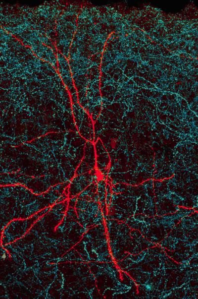 Some Synapses Have Narrower Targets Than We Thought (1 of 2)