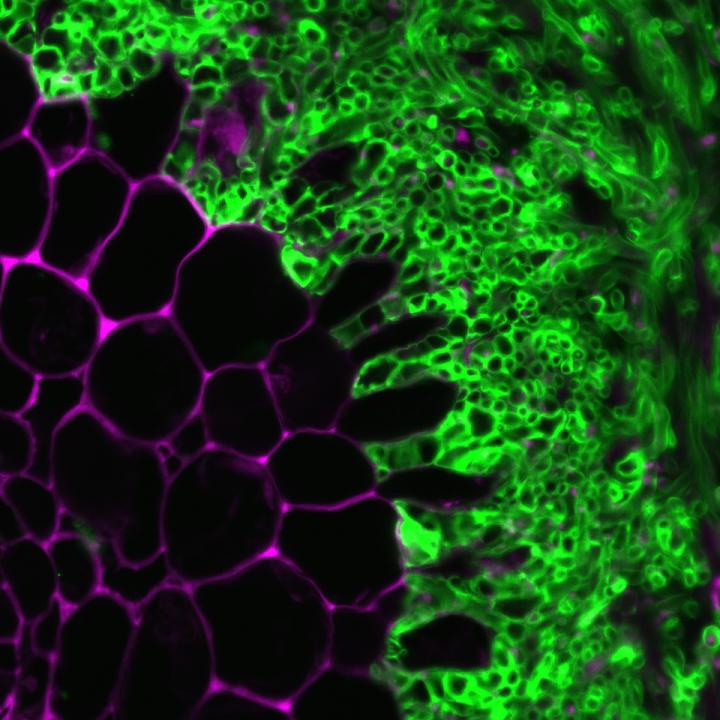 ORNL Scientists Make Fundamental Discovery to Creating Better Crops