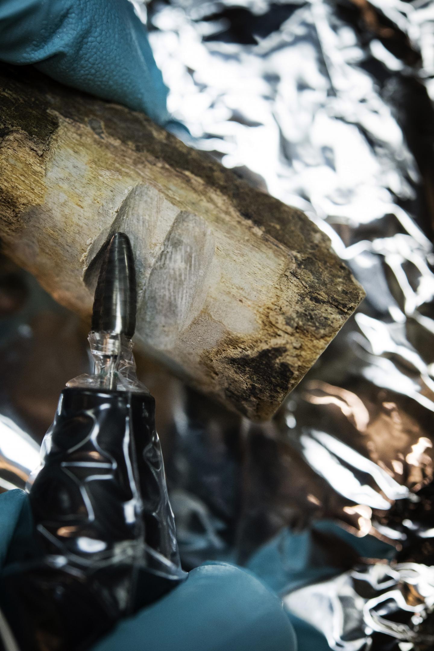 Viral DNA is Also Present in Bone