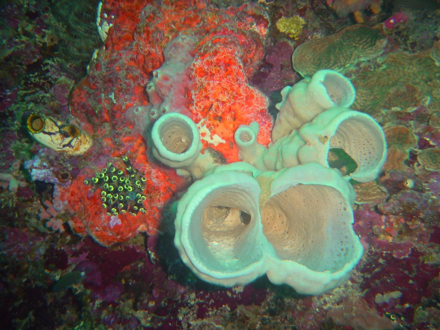 Three of the Recorded Sponge Species