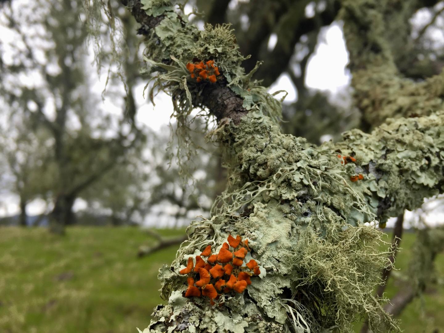 Napa County Lichen