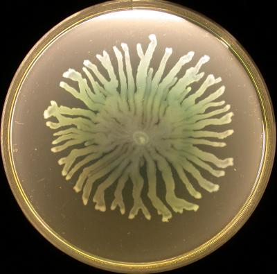 Bacteria Move Across a Surface