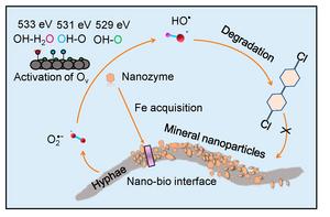 Schematic diagram of the interfacial processes and mechanisms for the synergistic degradation of dichlorobiphenyl by white rot fungus and magnetite nanoparticles