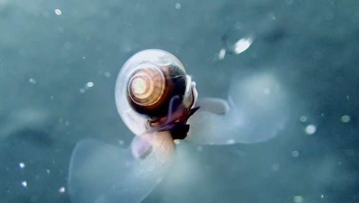 Sea snails - the picture shows a pteropod - play an important role in the marine food web. They are especially sensitive to ocean warming and acidification.