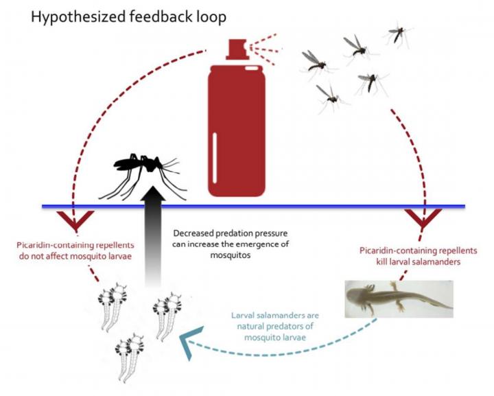 Hypothesized Feedback Loop
