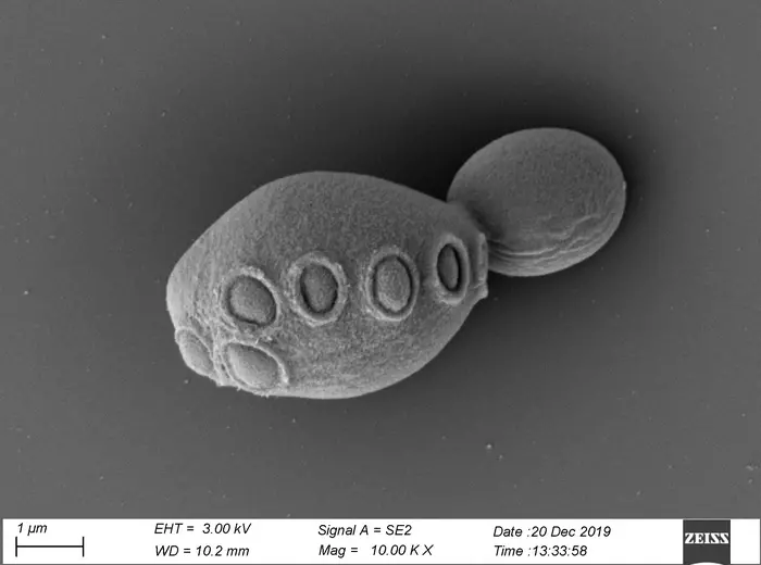Scanning electron micrographs of the syn6.5 strain of yeast which has ~31% synthetic DNA and  displays normal morphology and budding behavior