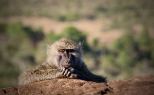 Baboon