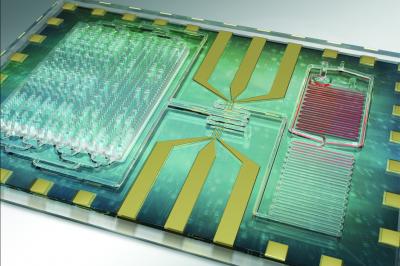 Rapid Sepsis Lab on a Chip