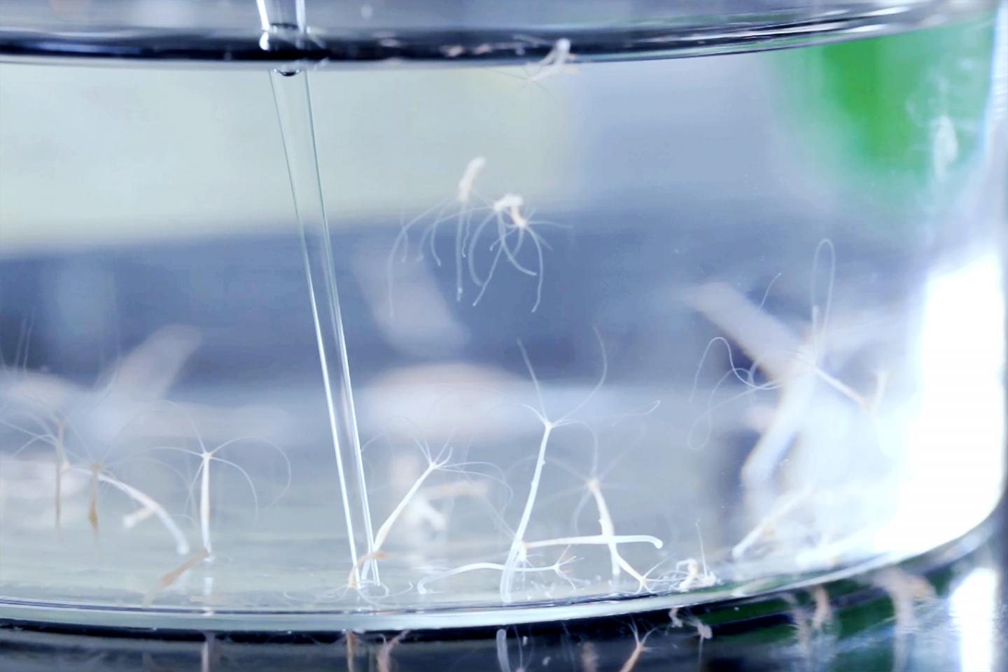 The Fresh Water Polyp Hydra