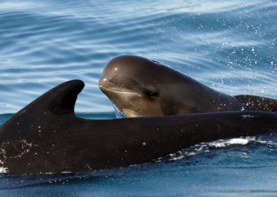 Pilot Whales Use Synchronized Swimming when They Sense Danger (1 of 2)