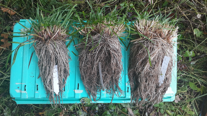 Roots from study plants