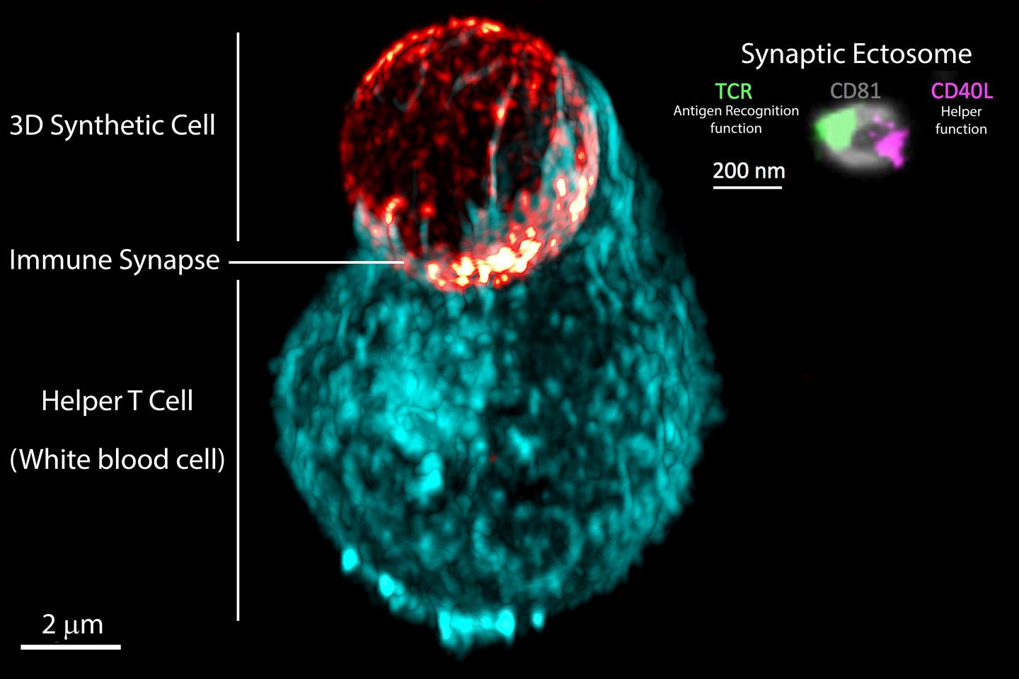 Synapse Landscape