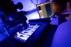 Microfluidic device sorts tumor cells - 1