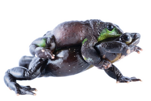 Atelopus nanay frogs