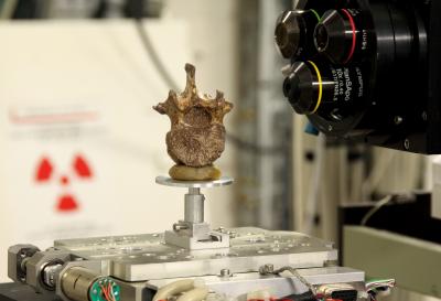 Study of a Fossil at the ESRF