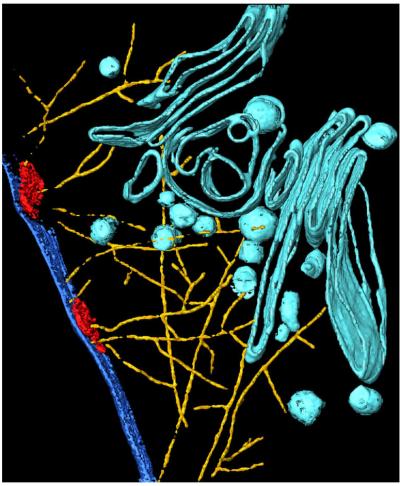 Red Blood Cells with Normal Hemoglobin