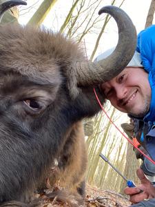 Rasmus W. Havmøller mounting the GPS device on a bison