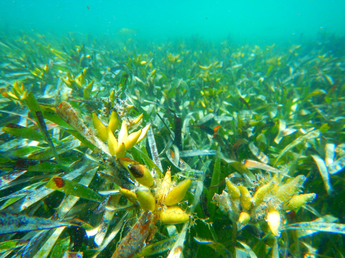 Seagrass Fruits