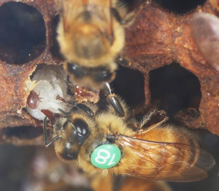 Worker bee killing young bee in a brood cell infested with mites