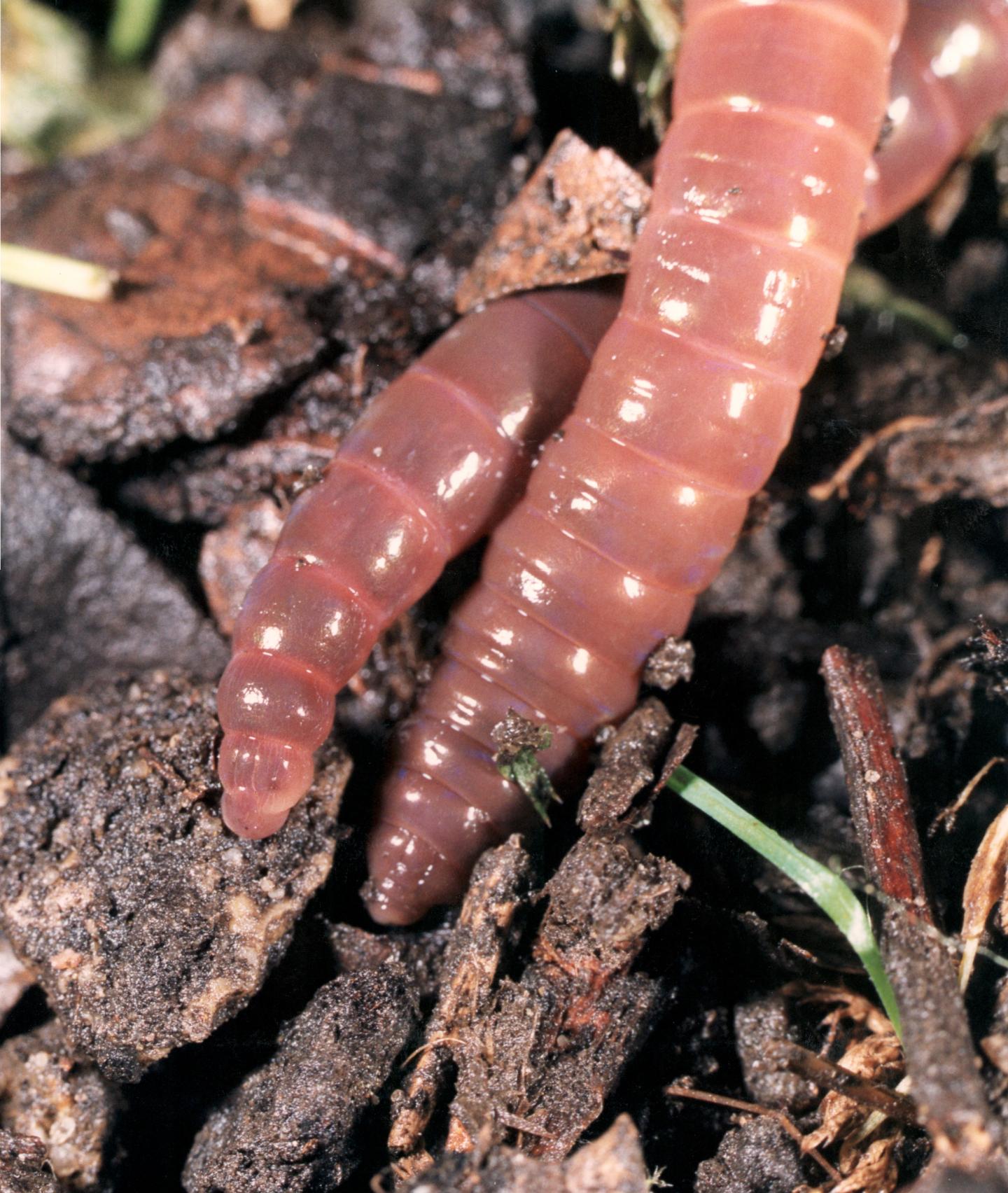 Earthworm: <em>Lumbricus terrestris</em>