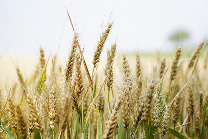 Wheat field