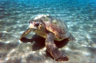 Loggerhead (2 of 3)