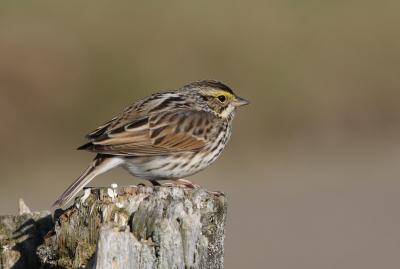 Savannah Sparrow (1 of 2)