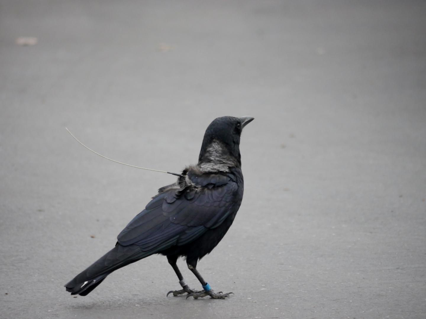 Crow with Transmitter