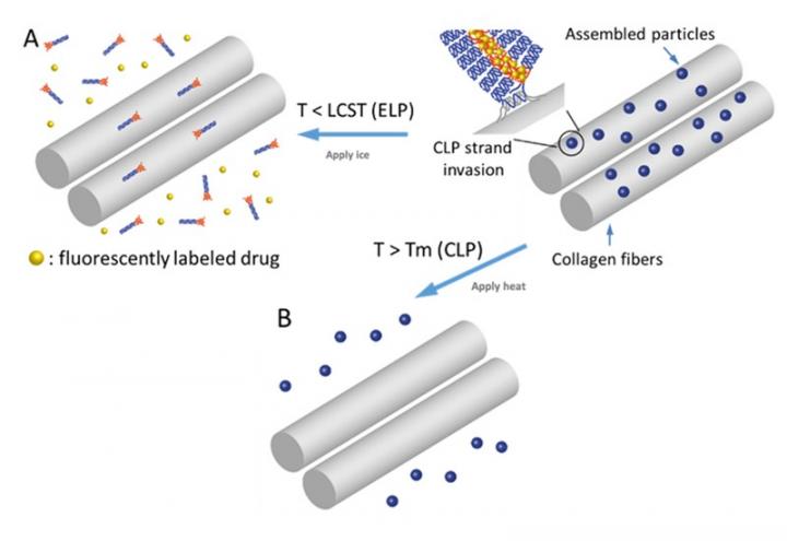 Novel drug carrier systems