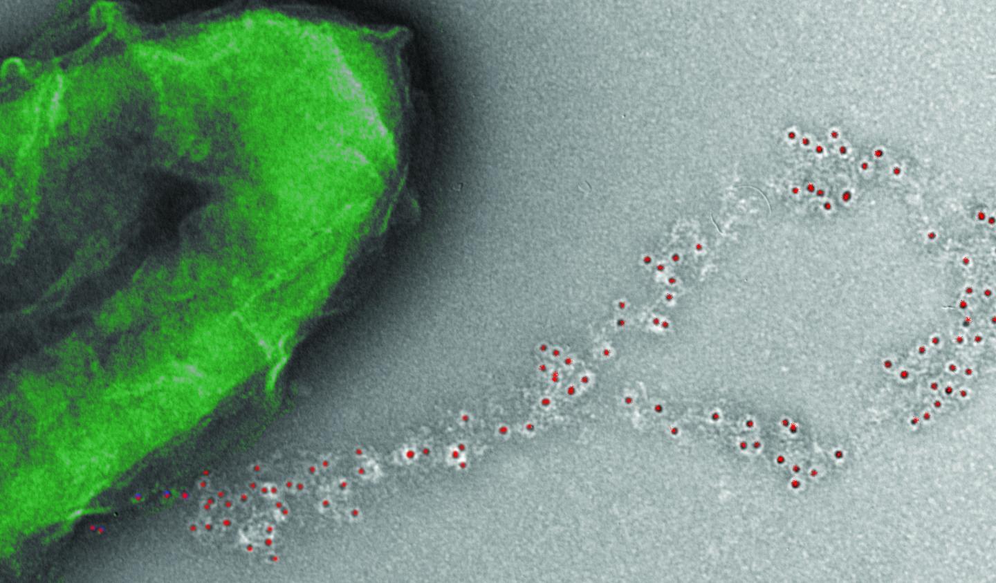 Electron Micrograph of Geobacter (Green) Expressing Wires Decorated with Peptide Tags (Red Dots).