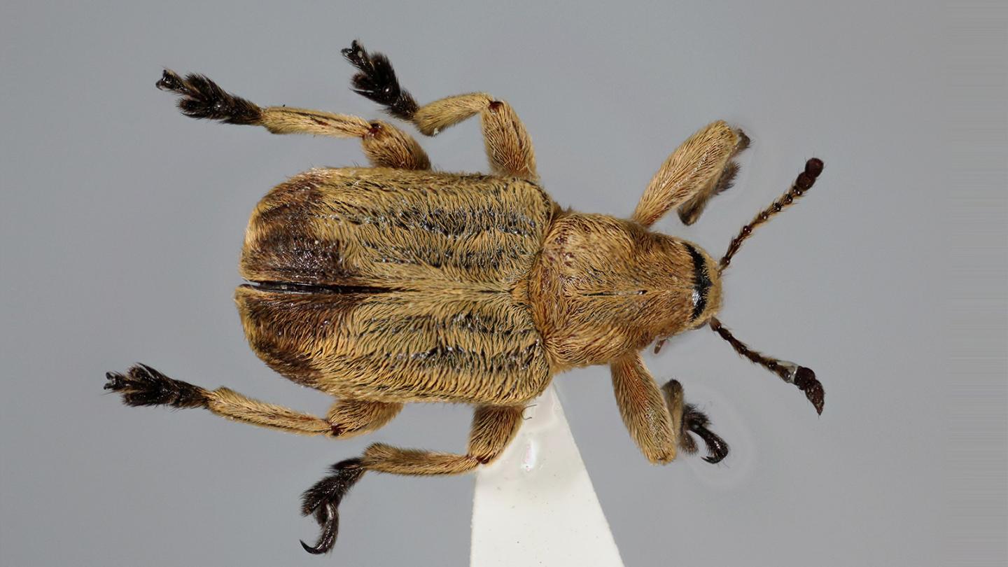 The New Weevil <i>Evemphron sinense</i>