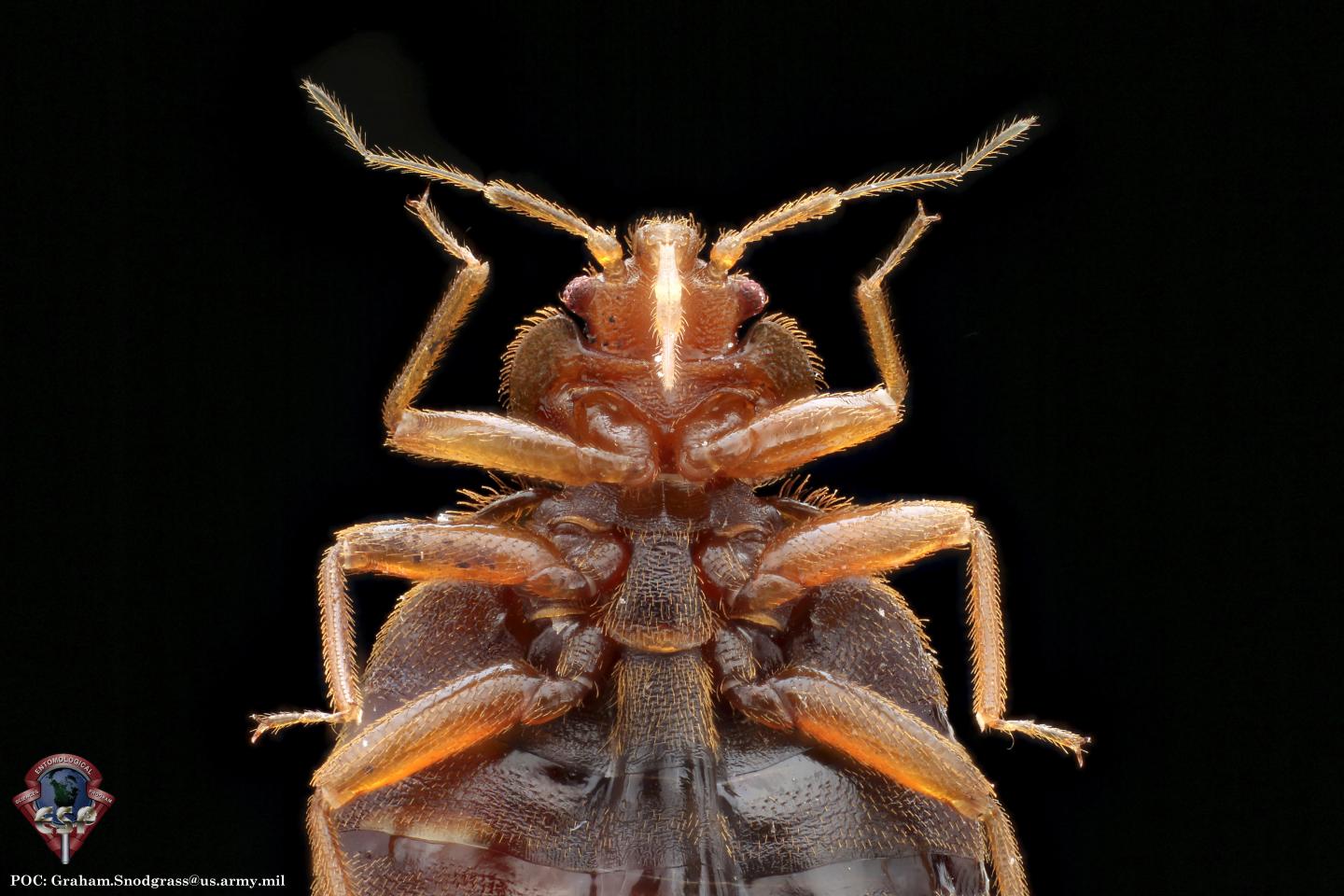 The Common Bed Bug (Cimex lectularius)