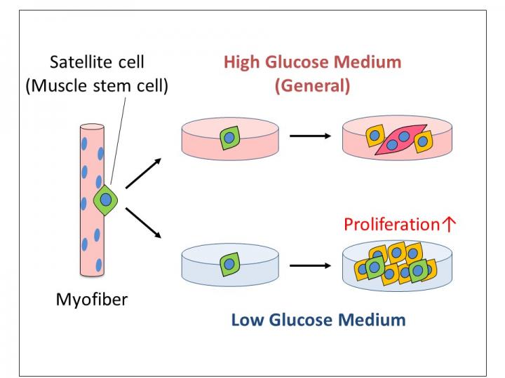 Low glucose leads to more proliferation of skeletal muscle satellite cells