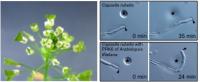 Figure 2. Insertion of PRK6 Gene of <i>Arabidopsis thaliana</i> into <i>Capsella rubella</i>